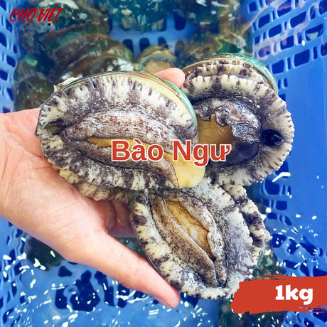 Bào Ngư Tươi Sống Busan – 1kg Chợ Việt C01