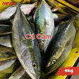 Cá Cam Tươi Busan - 4kg C01