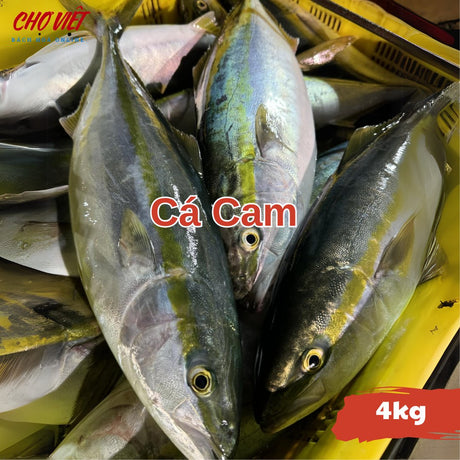 Cá Cam Tươi Busan - 4kg C01