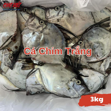 Cá Chim Trắng Tươi Busan – Size 3kg Chợ Việt C01