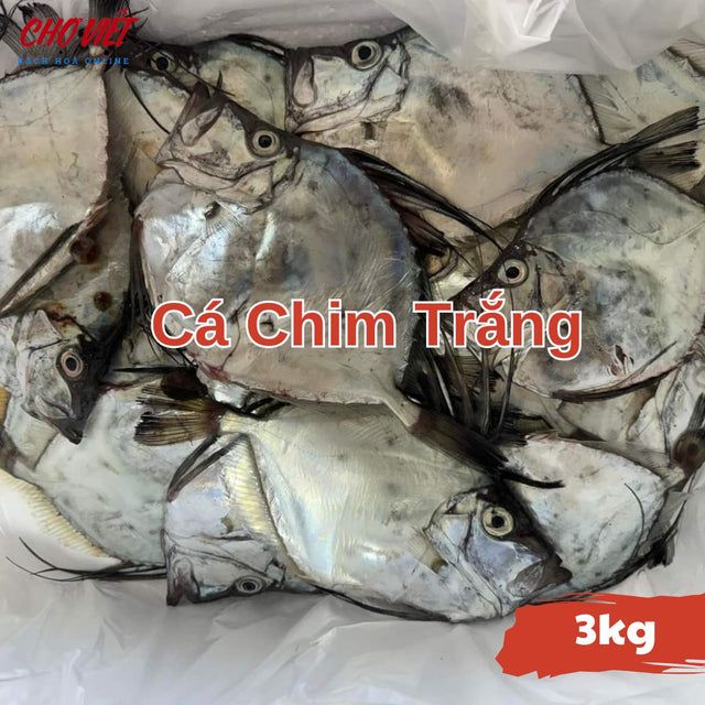 Cá Chim Trắng Tươi Busan – Size 3kg Chợ Việt C01