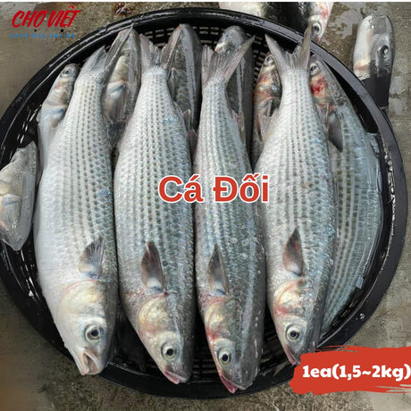 Cá Đối Tươi – Size 1.5 - 2kg Chợ Việt C01