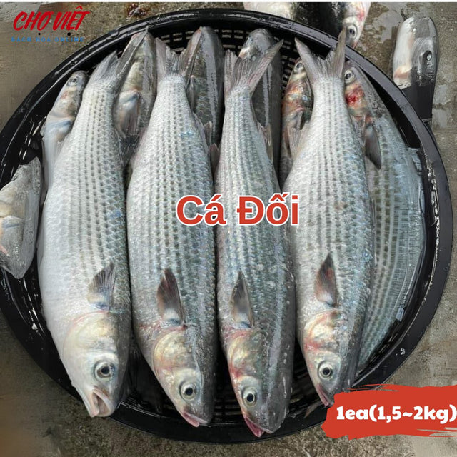 Cá Đối Tươi – Size 1.5 - 2kg Chợ Việt C01