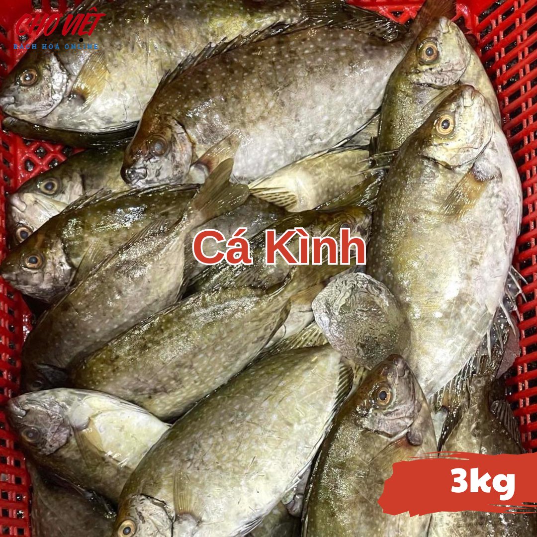 Cá Kình Tươi Busan – 3kg Chợ Việt C01