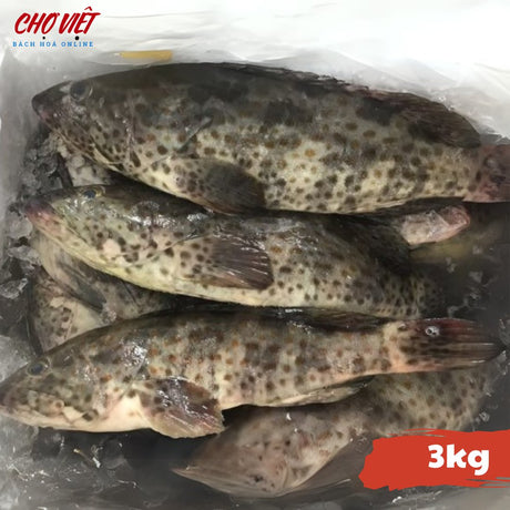 Cá Mú Chợ Việt C02