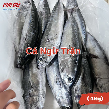 Cá Ngừ Trặn Tươi Busan – Size 4kg Chợ Việt C01