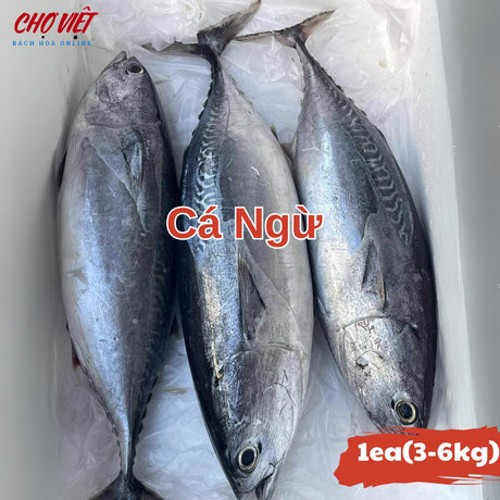 Cá Ngừ Tươi Busan – Size 3 - 6kg Chợ Việt C01