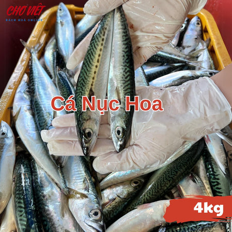 Cá Nục Hoa Tươi Busan – 4kg Chợ Việt C01