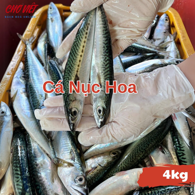 Cá Nục Hoa Tươi Busan – 4kg Chợ Việt C01