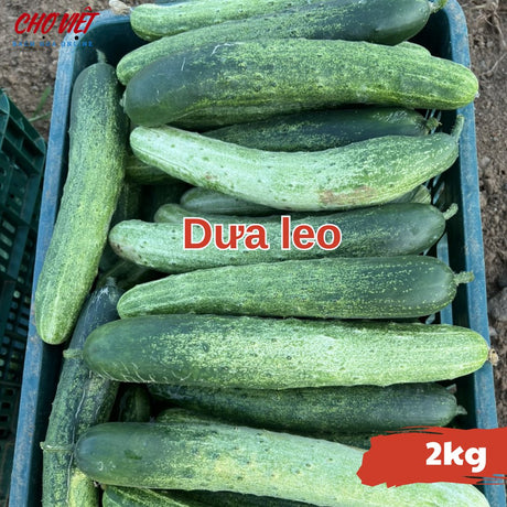 Dưa Leo (2kg) Chợ Việt N01