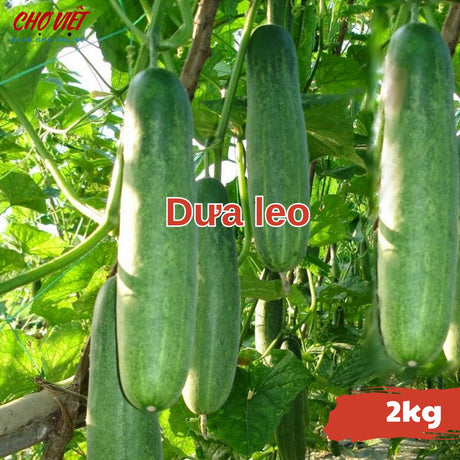 Dưa Leo (2kg) Chợ Việt N01