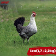 Gà Mái Mơ Chợ Việt T01