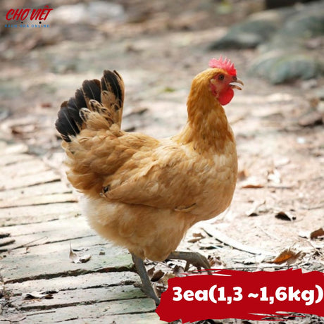 Gà Mái Vườn x3 Con Chợ Việt T01