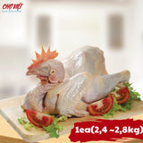 Gà Trống Vườn Chợ Việt T01
