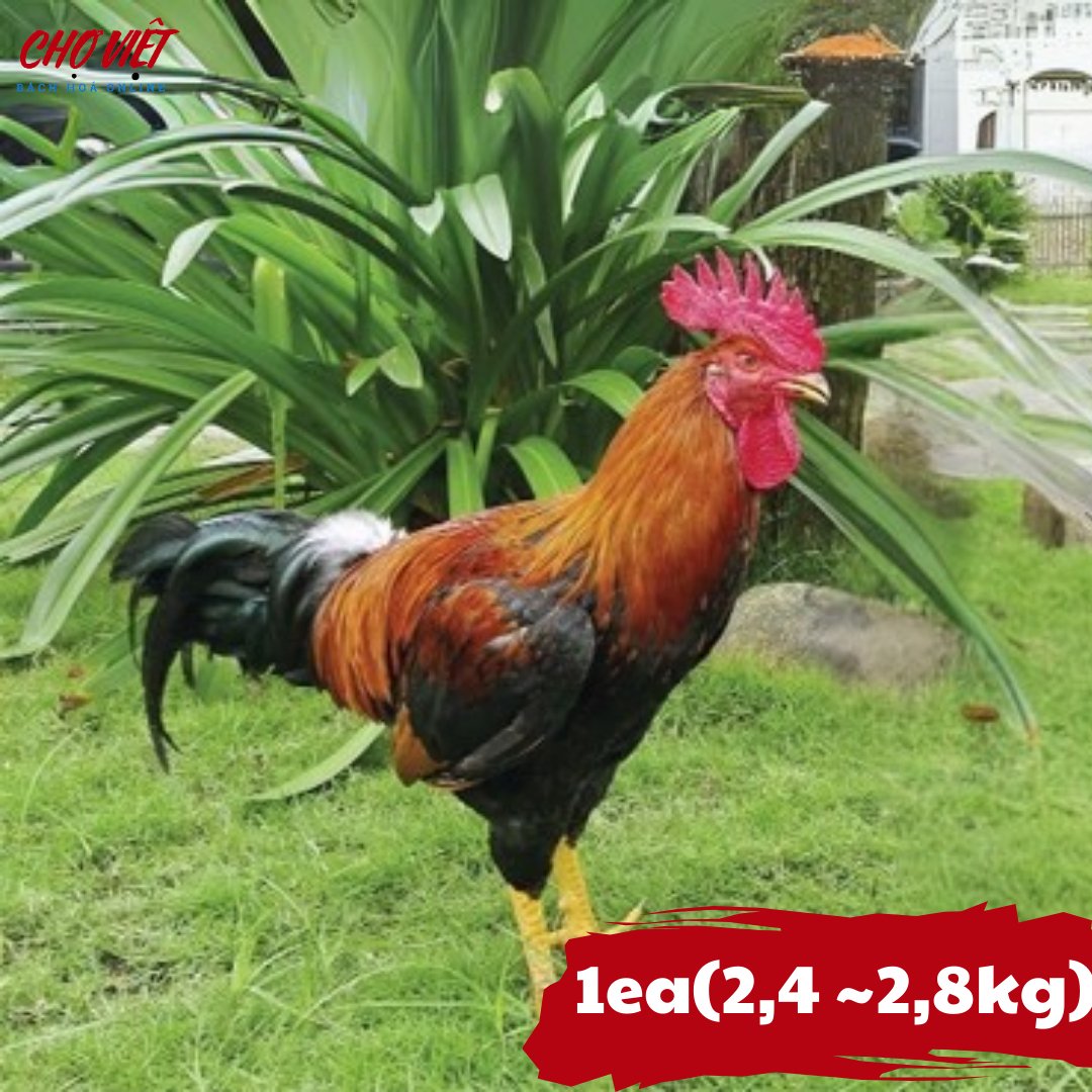 Gà Trống Vườn Chợ Việt T01