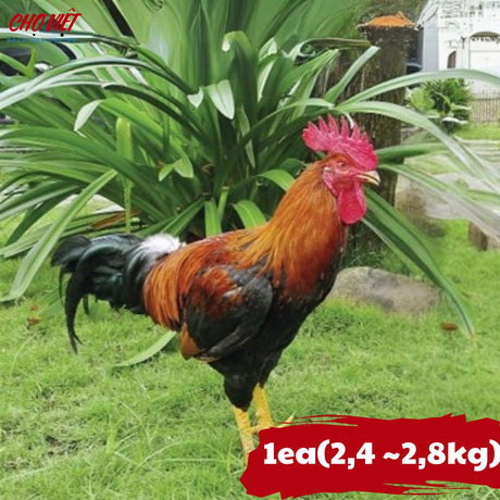 Gà Trống Vườn Chợ Việt T01