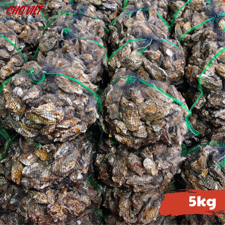 Hàu Vỏ Tươi – Size 5kg Chợ Việt C01