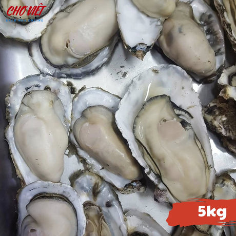 Hàu Vỏ Tươi – Size 5kg Chợ Việt C01
