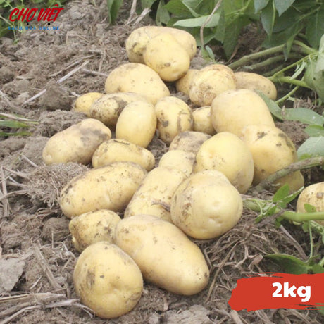 Khoai Tây (2kg) Chợ Việt N01