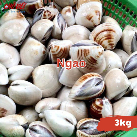 Ngao Tươi Sống Busan – 3kg Chợ Việt C01