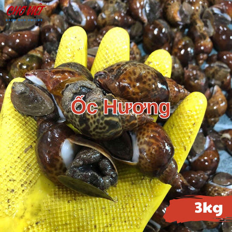 Ốc Hương Tươi Busan – 3kg Chợ Việt C01