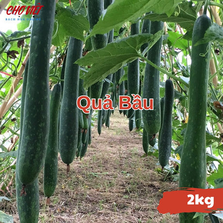 Quả Bầu (2kg) Chợ Việt N01