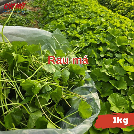 Rau Má (1kg) Chợ Việt N01