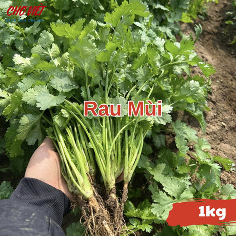 Rau Mùi (1kg) Chợ Việt N01
