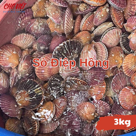 Sò Điệp Hồng Tươi Busan – 3kg Chợ Việt C01