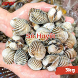 Sò Huyết Tươi Busan – 3kg Chợ Việt C01