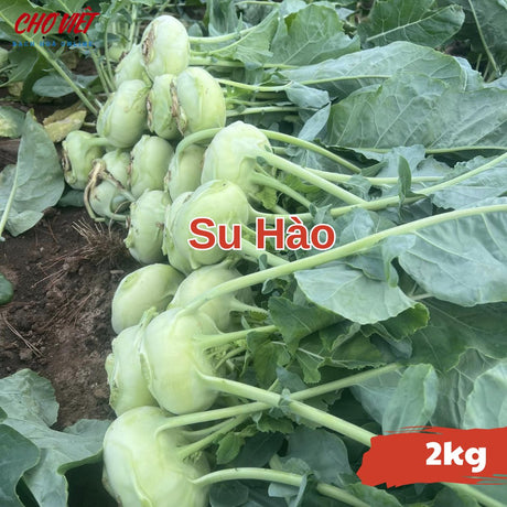 Su Hào (2kg) Chợ Việt