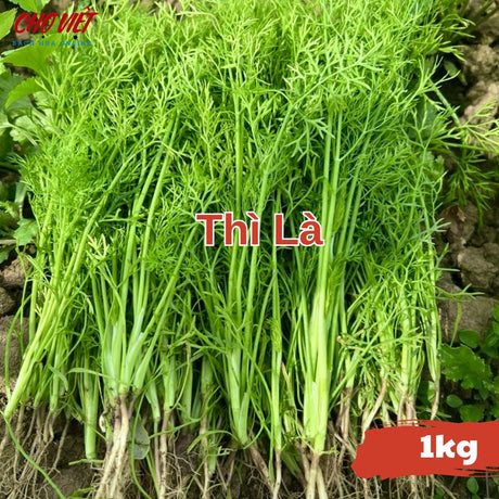 Thì Là (1kg) Chợ Việt N01